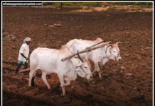 Best 100+ Kisan Diwas Status in Hindi | किसान स्टेटस 2024